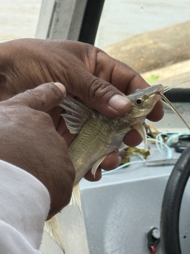 Bloch's catfish (Pimelodus blochii) — Pimelodidae — 5