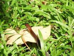 Dendrelaphis caudolineatus