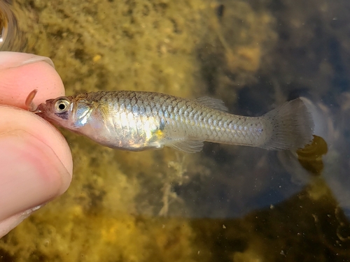 Western Mosquitofish, photo 7 of 7