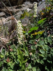 Platanthera brevicalcarata