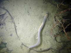 Gnathophis habenatus
