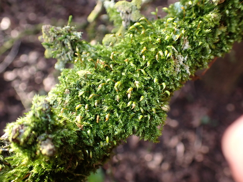 Image of Rhynchostegium confertum by (c) Henry Miller, some rights reserved (CC BY)
