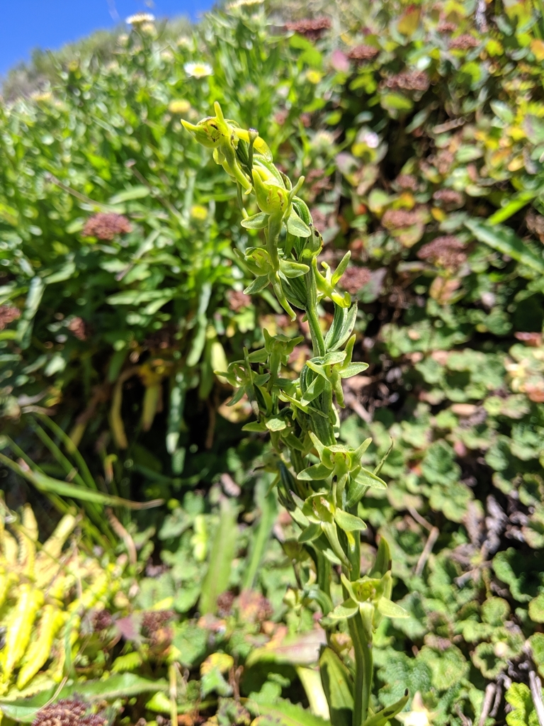 Platanthera pachyglossa