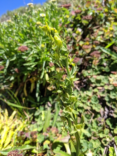 Image of Platanthera mandarinorum by (c) Cheng-Te Hsu, some rights reserved (CC BY)