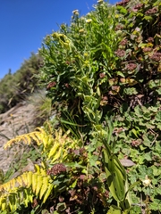 Platanthera mandarinorum pachyglossa