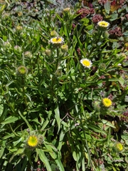 Erigeron morrisonensis