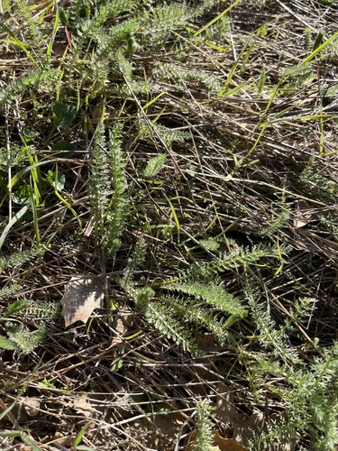 iNaturalist observation photo of common yarrow