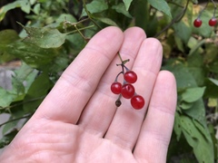 Solanum dulcamara