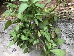 Solanum dulcamara