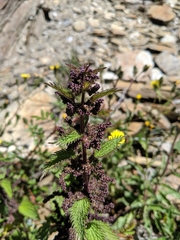 Urtica taiwaniana