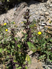 Urtica taiwaniana