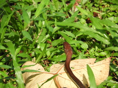 Dendrelaphis caudolineatus