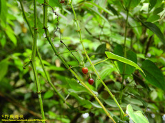 Cissus pteroclada