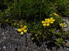 Ranunculus formosa-montanus