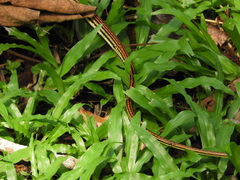 Dendrelaphis caudolineatus