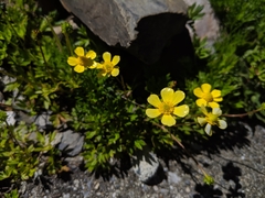 Ranunculus formosa-montanus