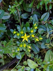 Sedum erythrospermum