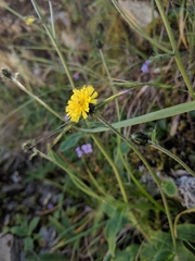 Hieracium morii