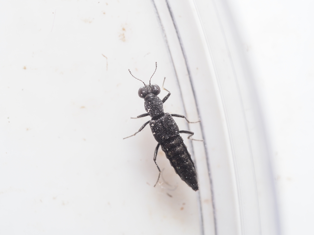 Stenus asphaltinus