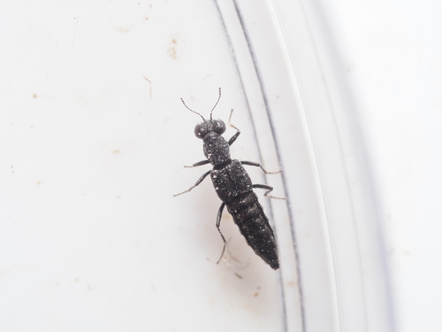 Stenus asphaltinus