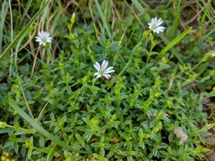 Cerastium morrisonense