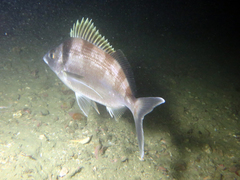 Nemadactylus macropterus