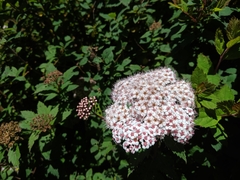 Spiraea formosana