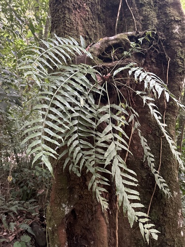 walnut spleenwort (Asplenium juglandifolium)