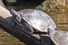 Graptemys ouachitensis