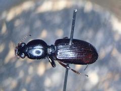 Dyschirius
