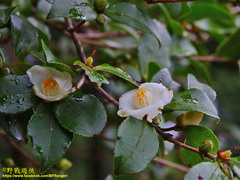 Theaceae