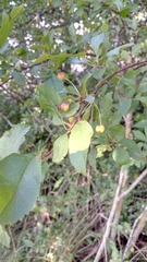 Malus sargentii