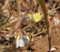 Eurema hecabe solifera