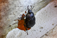 Phyllophaga cribrosa