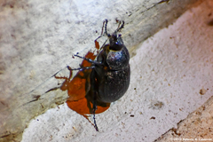Phyllophaga cribrosa
