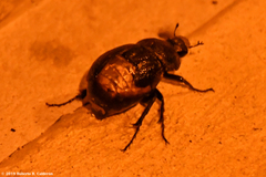 Phyllophaga cribrosa