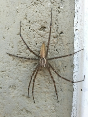 Euprosthenops australis