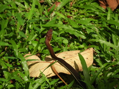 Dendrelaphis caudolineatus