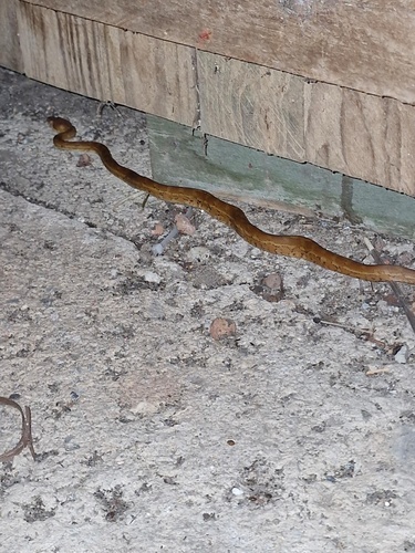 Coastal Carpet Python sighting