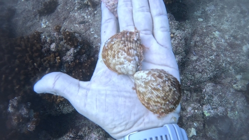 Acrosterigma pristipleura observed 2025-02-27