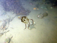 Copula