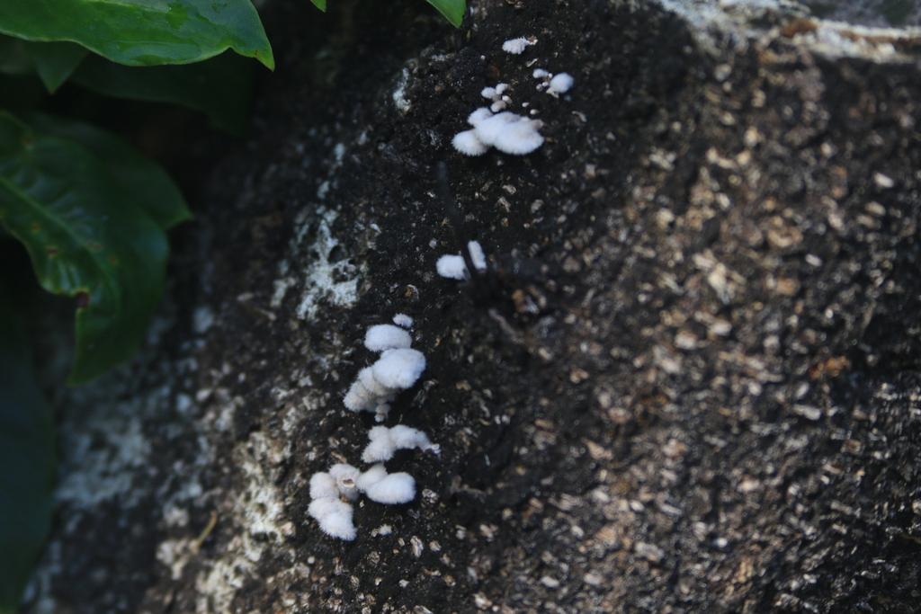 Schizophyllum commune · February 2025 · photo: © sofiazed1 (iNaturalist, cc-by)