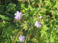 Geranium collinum