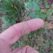 Agrostis tenuis - Photo (c) Сергей Дудов,  זכויות יוצרים חלקיות (CC BY-NC), הועלה על ידי Сергей Дудов