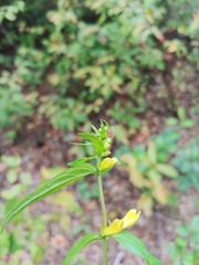 Melampyrum pratense