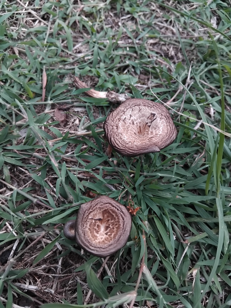 Lentinus arcularius · February 2025 · photo: © sofiazed1 (iNaturalist, cc-by)