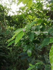 Tessaratoma papillosa