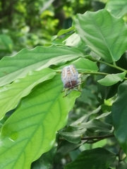 Tessaratoma papillosa