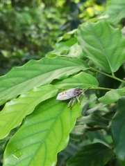 Tessaratoma papillosa