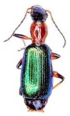 Calleida punctata